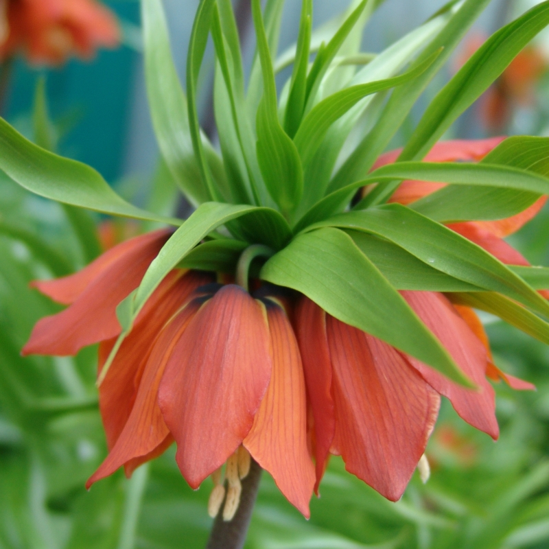 Fritillaria imperialis Rubra