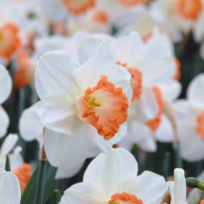 Narcissus Pink Charm
