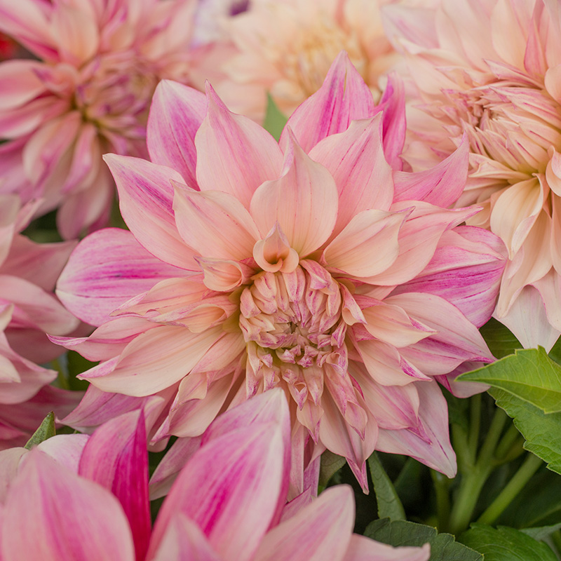 10020-Dahlia-Caf-au-Lait-Royal-03