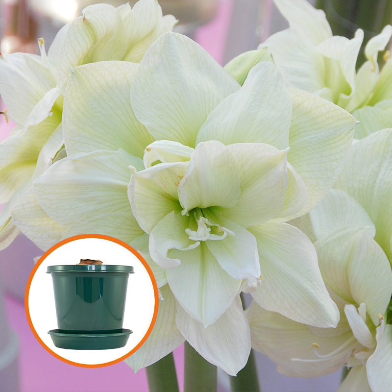 Amaryllis Marilyn® op pot in geschenkdoos