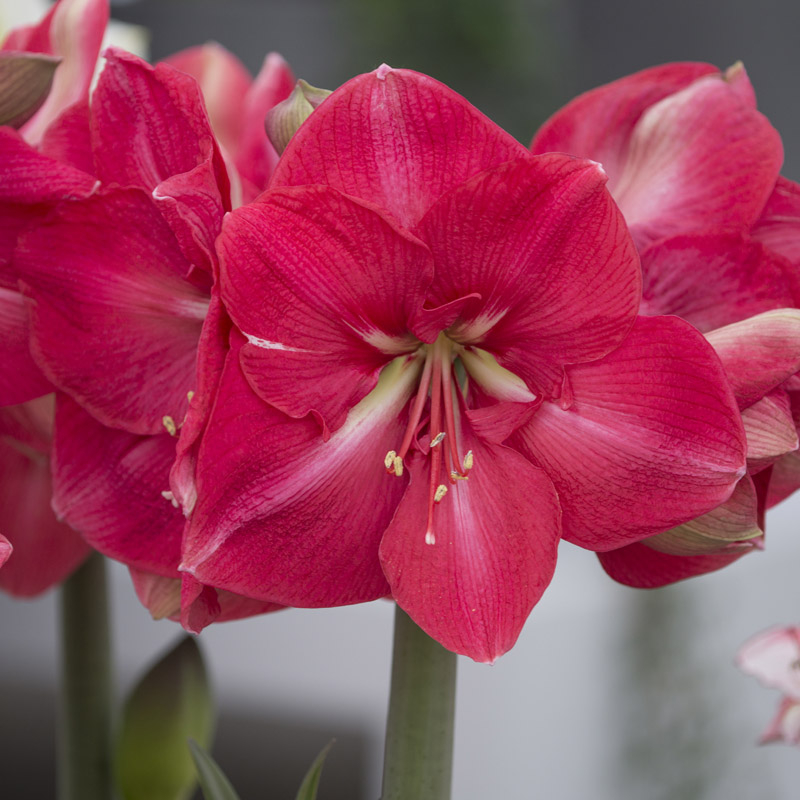 Amaryllis Hercules