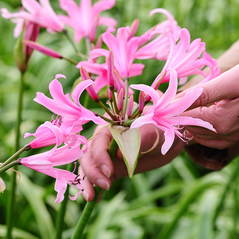 85155-Amarine-Belladiva