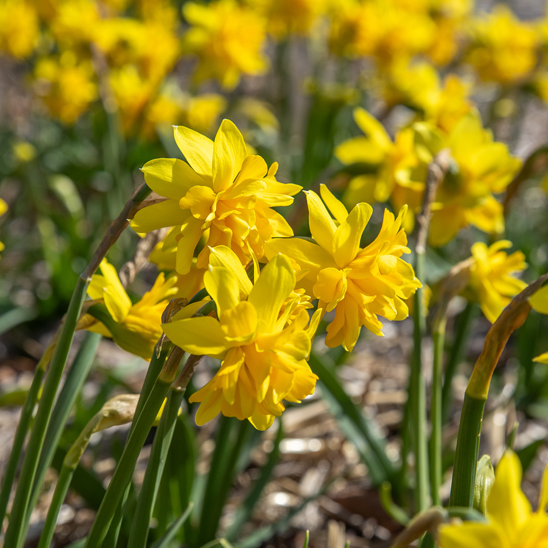 Narcis Tête Bouclé
