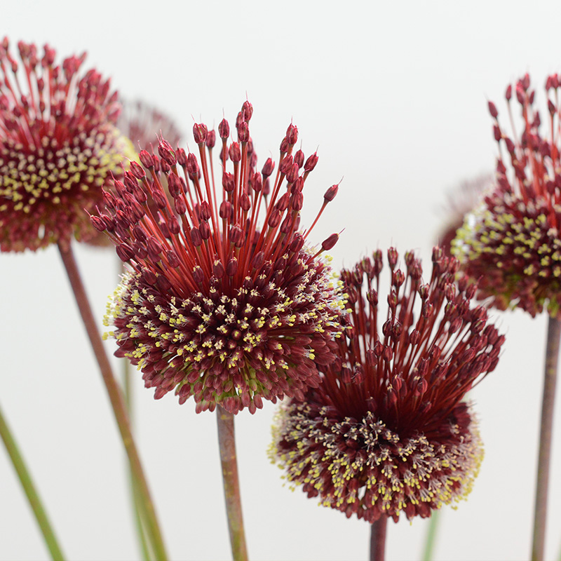 Allium Red Mohican