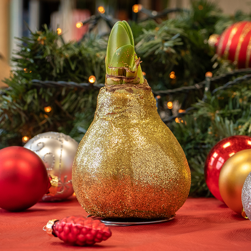 9009710-Wax-Amaryllis-Glitterz-Goud