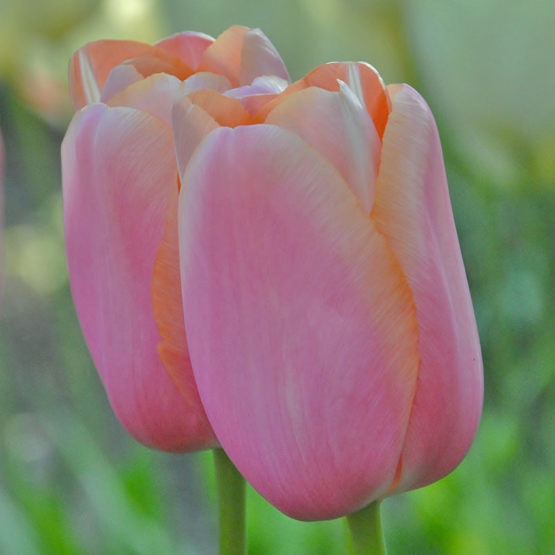 Tulp Menton
