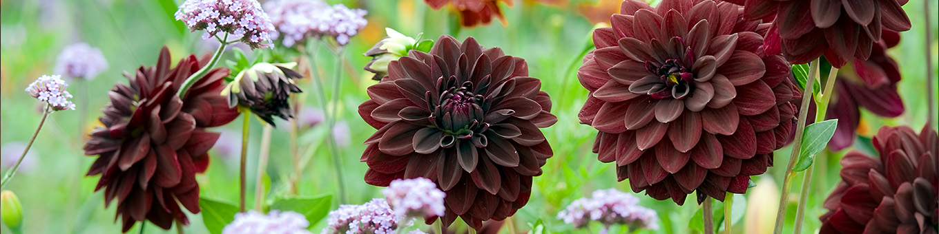 Zwarte Dahlia's: Mystieke schoonheid in de tuin