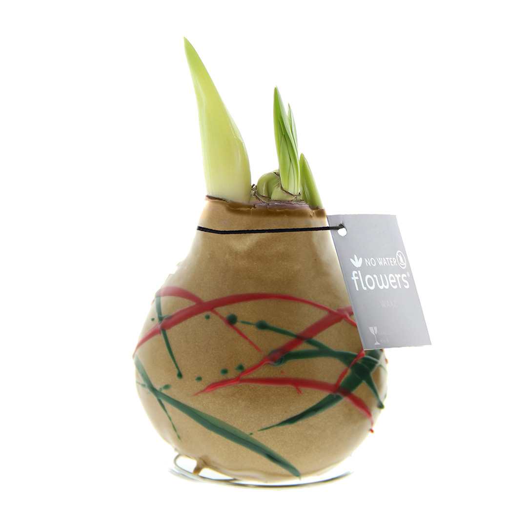 Wax Amaryllis Art Munch Goud