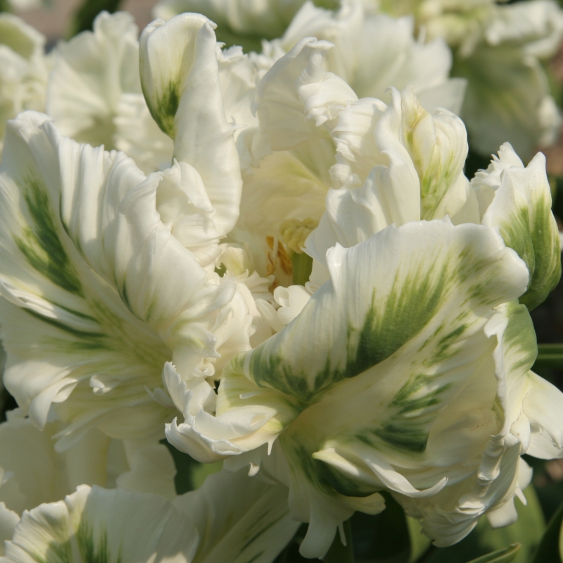Tulp Super Parrot