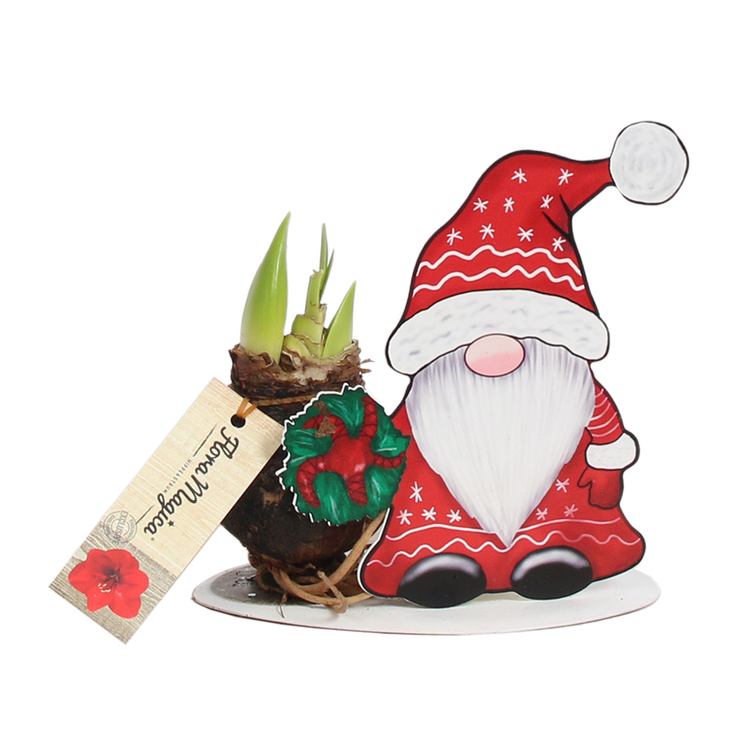 Amaryllis Gnoom met krans Amaryllis Gnoom met krans