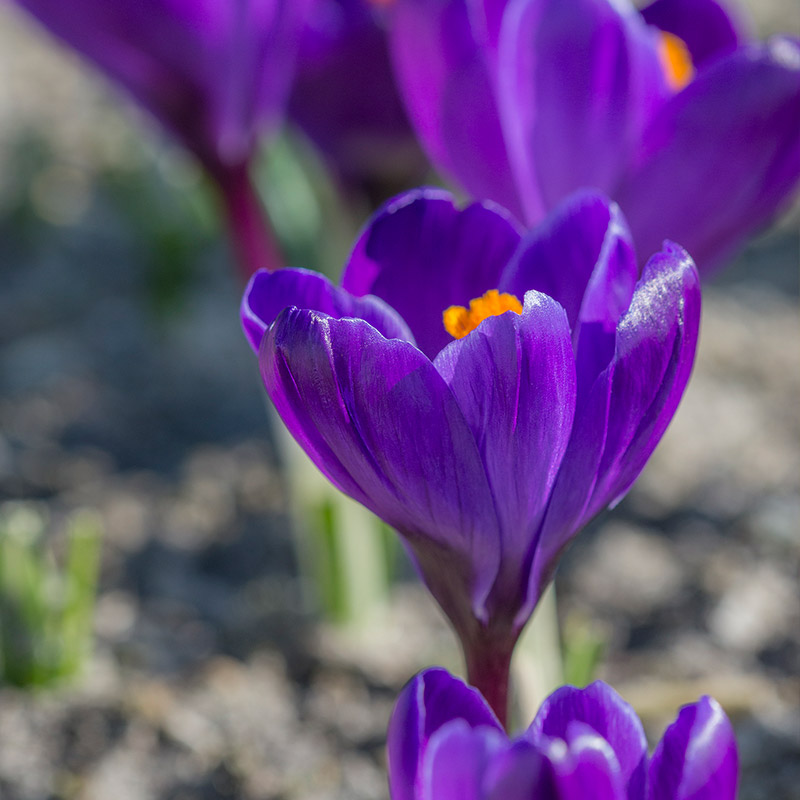 Krokus Flower Record