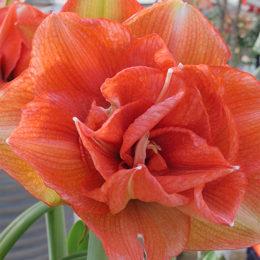 Amaryllis XL Benito