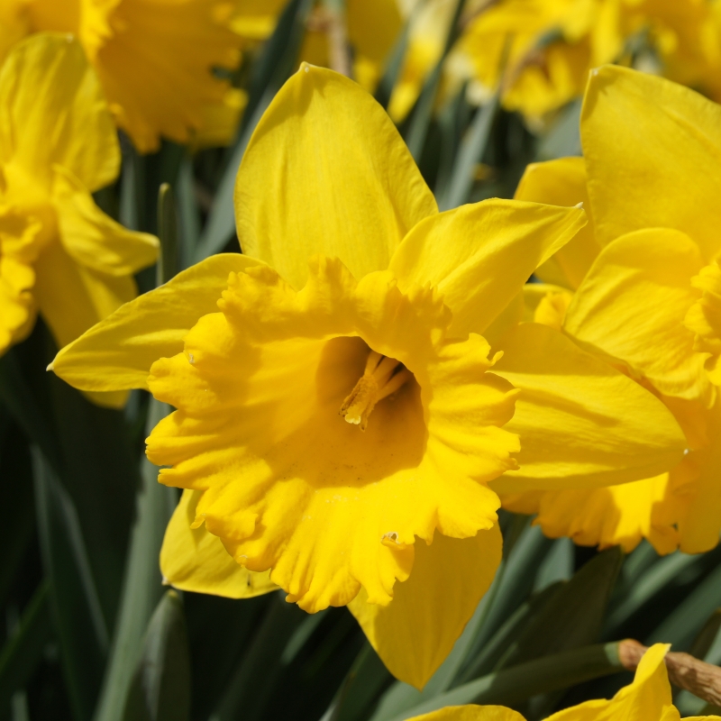 Narcis Dutch Master