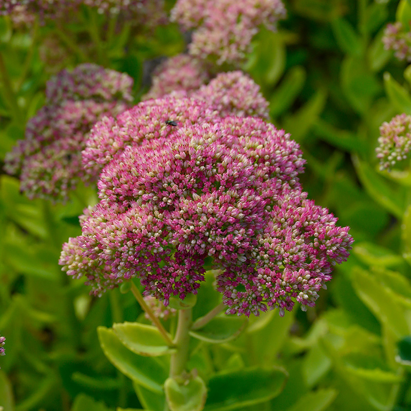 6101035-Sedum-Herbstfreude
