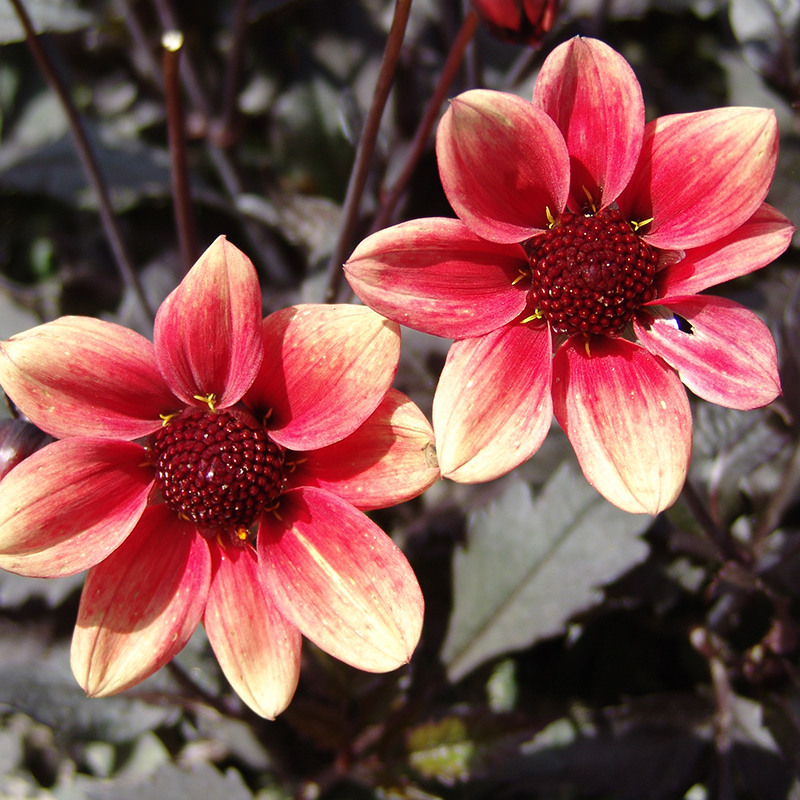 Dahlia Dragon Ball®