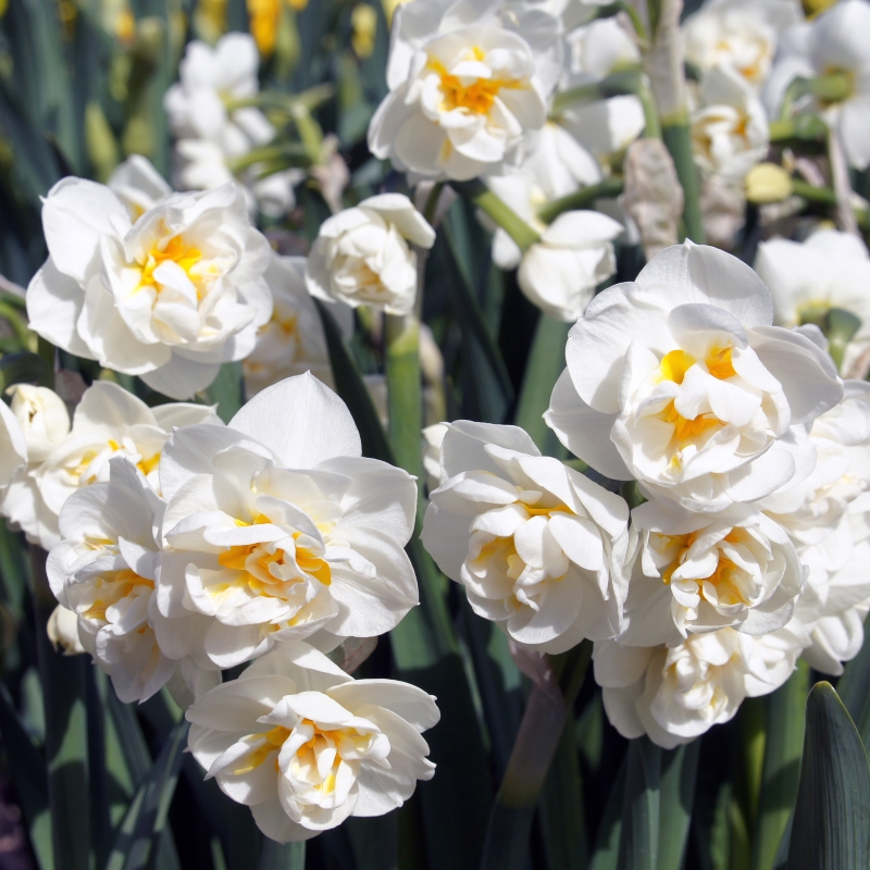 Narcis Bridal Crown