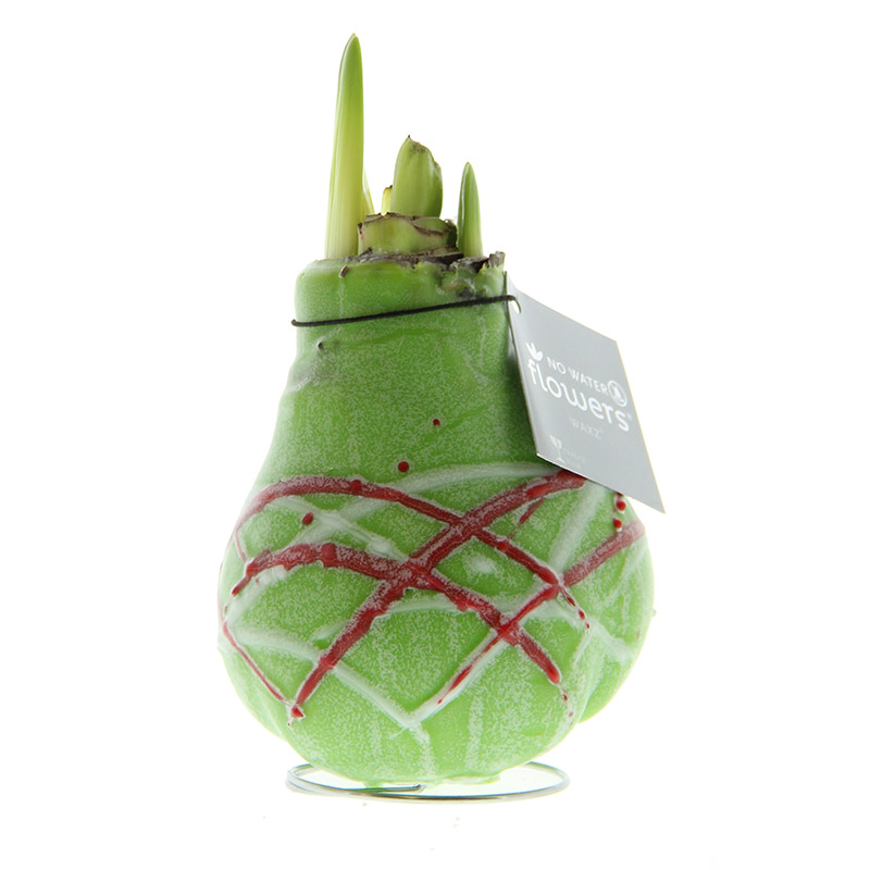 9009625-Wax-Amaryllis-Picasso-Groen