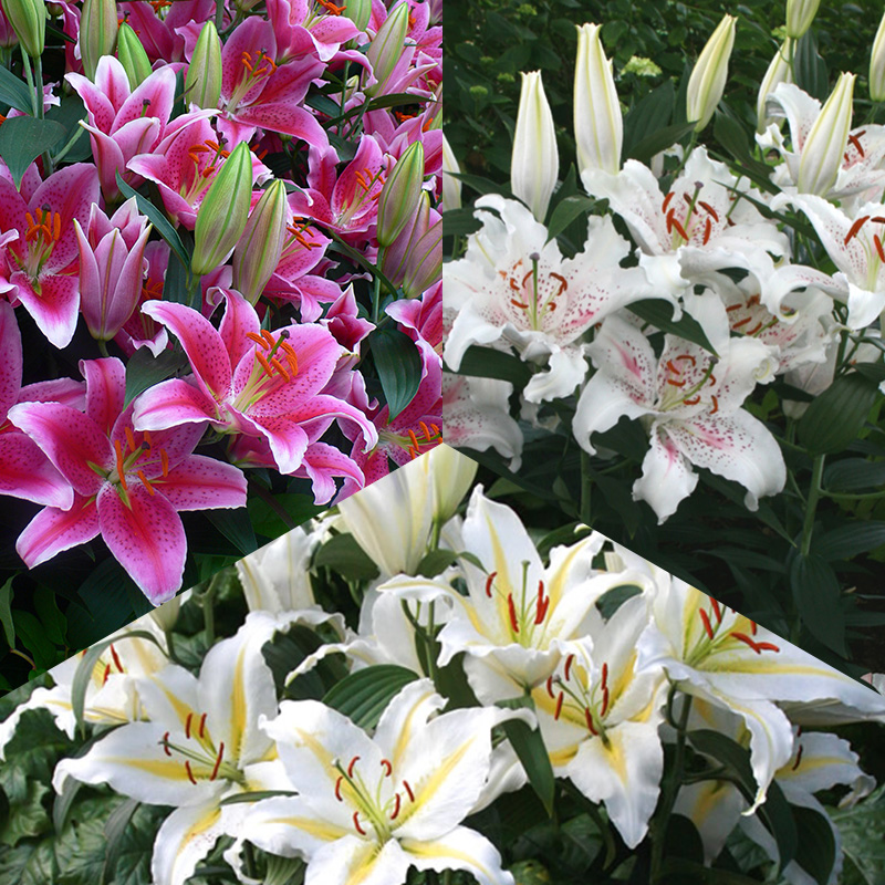 Oriëntaalse Lelie Mix “Colourful Scent”