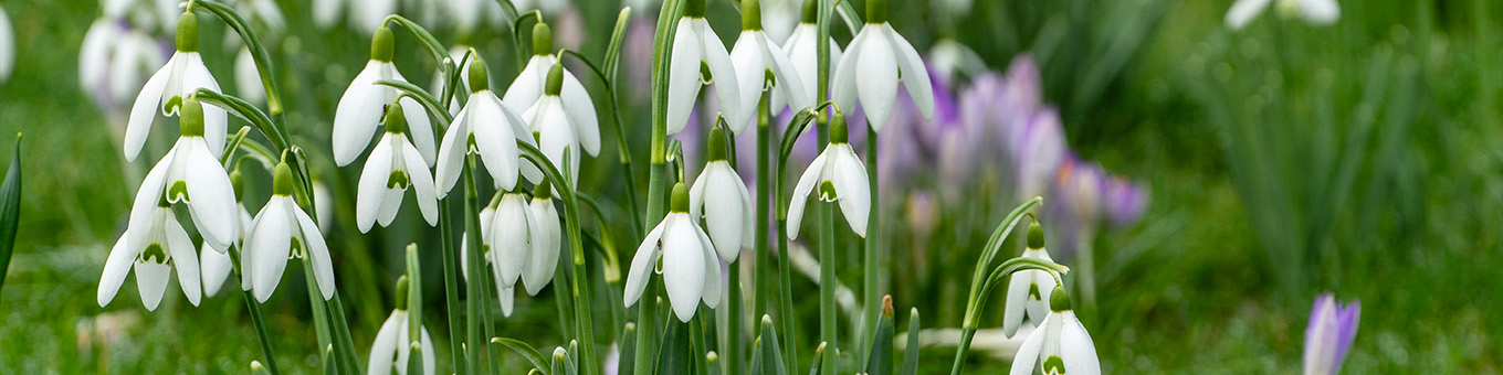 Galanthus: Bloembol van het Jaar 2025