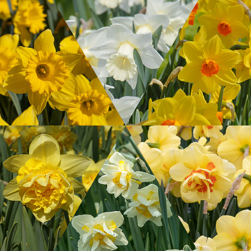 Narcissen Pakket