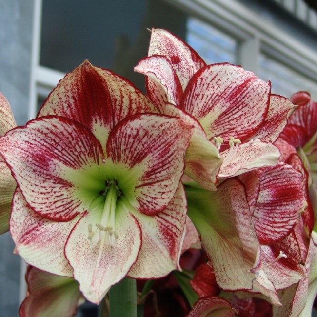 Amaryllis Flamenco Queen®
