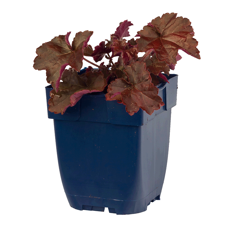 Heuchera-mircrantha-Palace-Purple