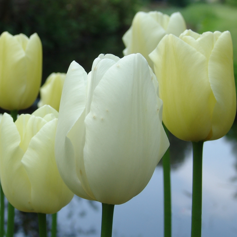 Tulp Maureen