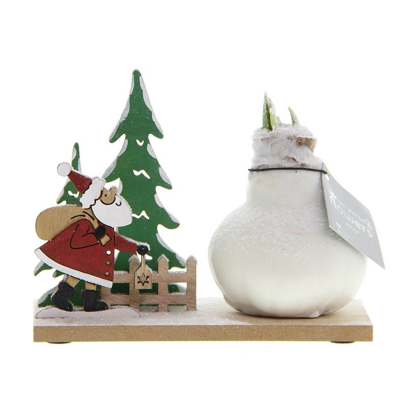 9000059-Wax-Amaryllis-Snow-Wonderland-Santa Wax Amaryllis Snow Wonderland Santa
