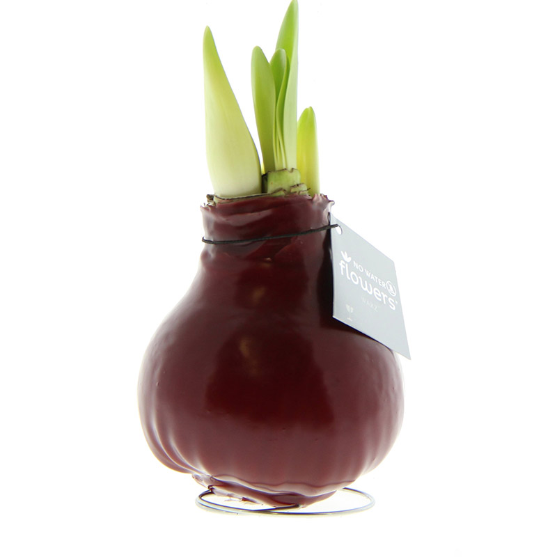 9009810-Wax-Amaryllis-Bordeaux Wax Amaryllis Bordeaux