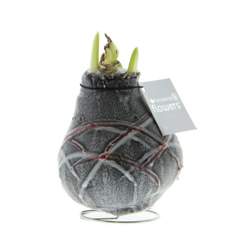 9009655-Wax-Amaryllis-Van-Gogh-Zwart