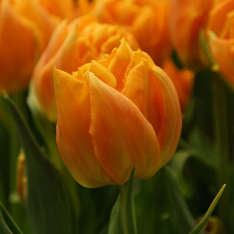 Tulp Orca®