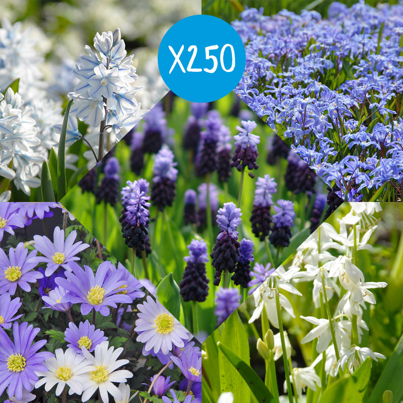 Bloembollen Pakket Delfts Blauw