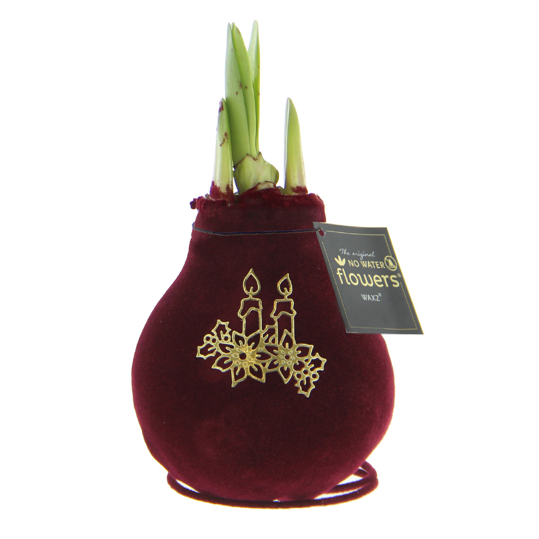 Wax Amaryllis Velvet Touch Royal Kaars