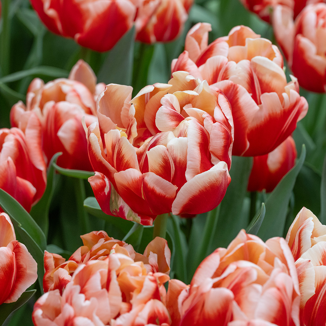 Tulp Bed of Roses