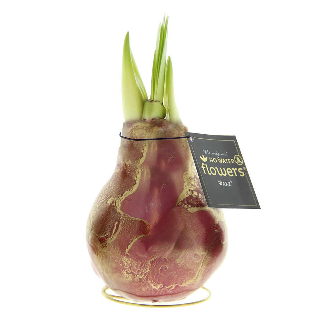 Wax Amaryllis Univerz Bordeaux
