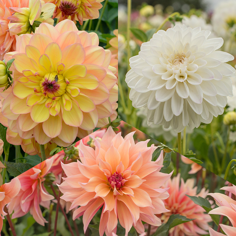 Dahlia Pakket "Summer Romance"