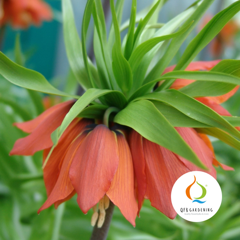 5735-Fritillaria-imperialis-Rubra-logo