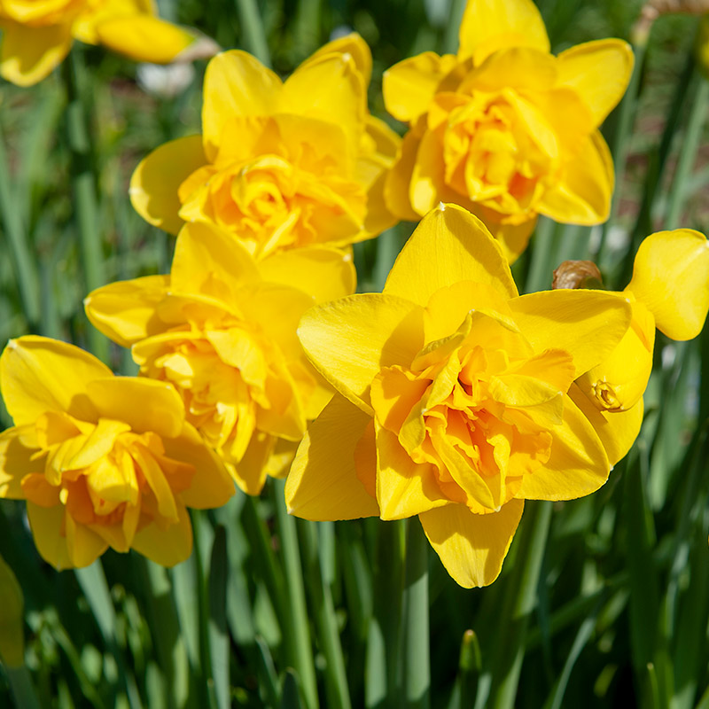 Narcis Dick Wilden