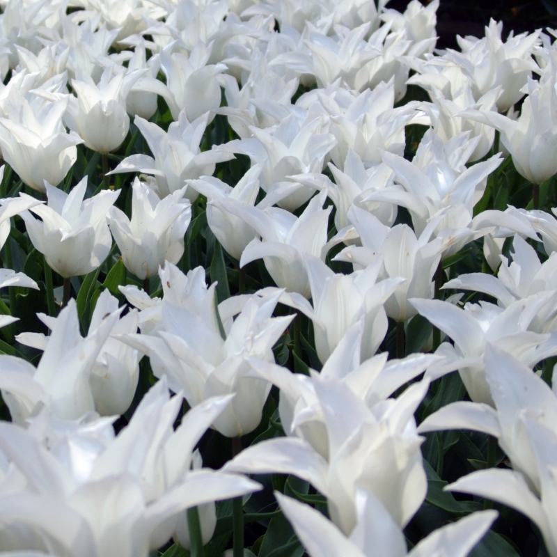 Tulp White Triumphator