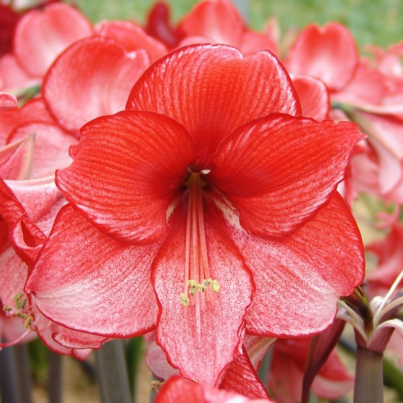 Amaryllis Showmaster