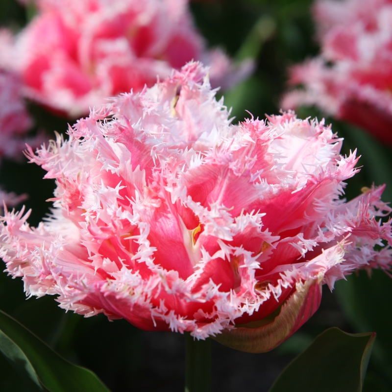 Tulp Queensland