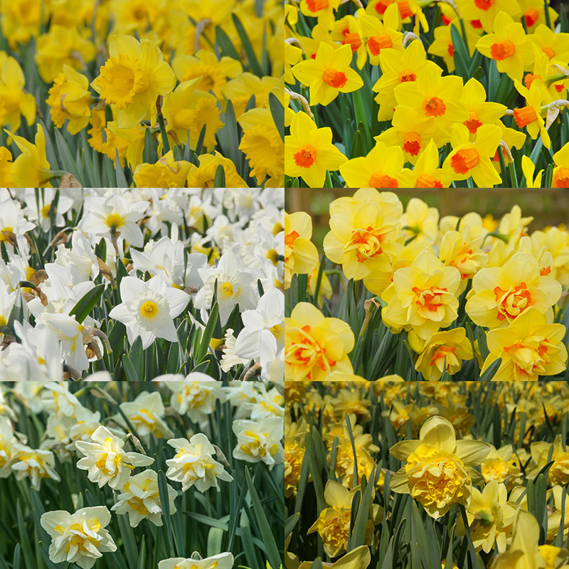 Narcissen Pakket