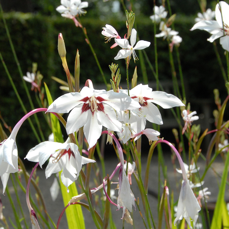 55010-callianthus-Murielae