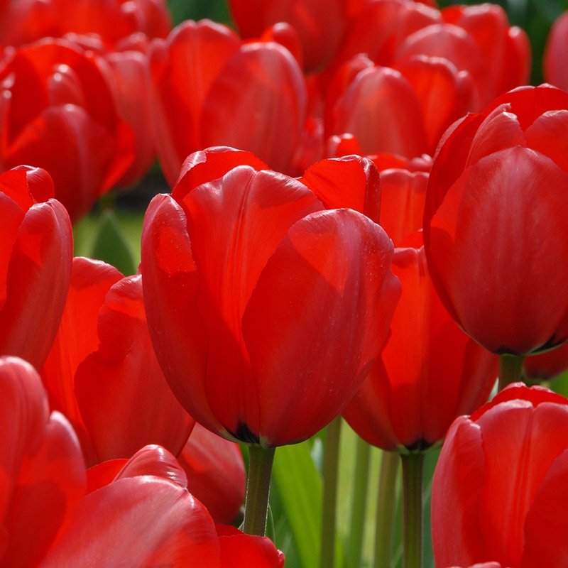 grootverpakking-tulipa-red-impression