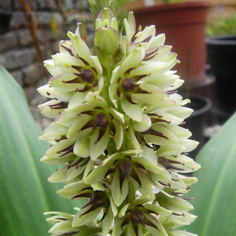 Eucomis Montana