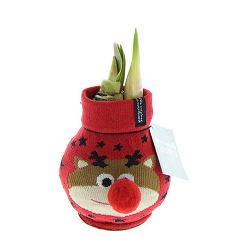 Wax Amaryllis Fashionz Xmas Rendier