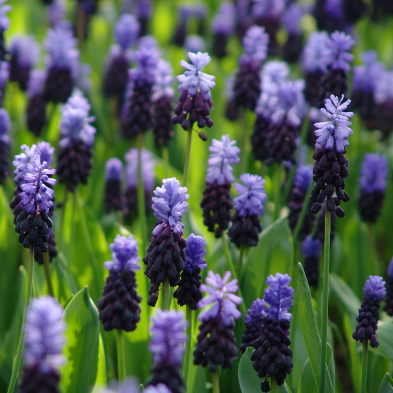 Blauw druifje latifolium