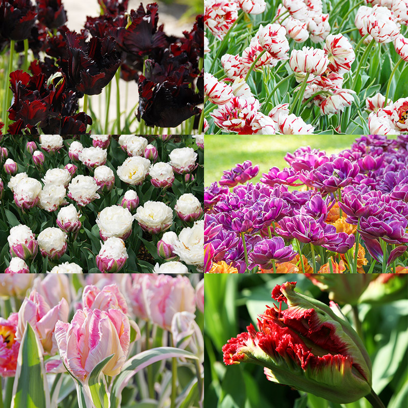 Bloembollenpakket Exclusieve Tulpen