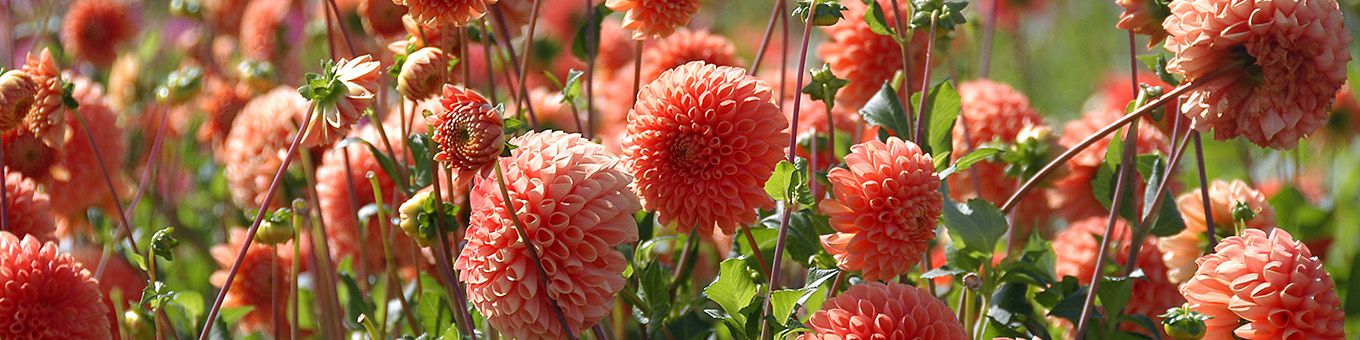 Baldahlia’s: Eenvoudige pracht voor je tuin