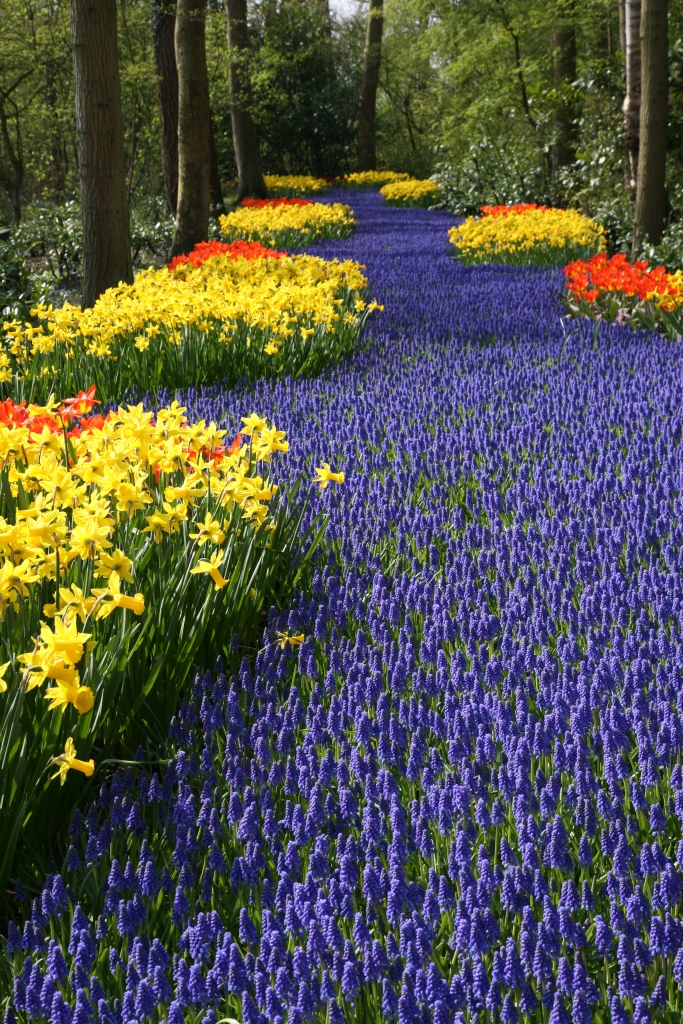 Grootverpakking Muscari armeniacum